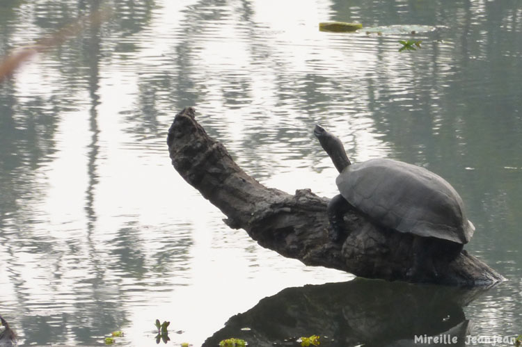 chit-tortue