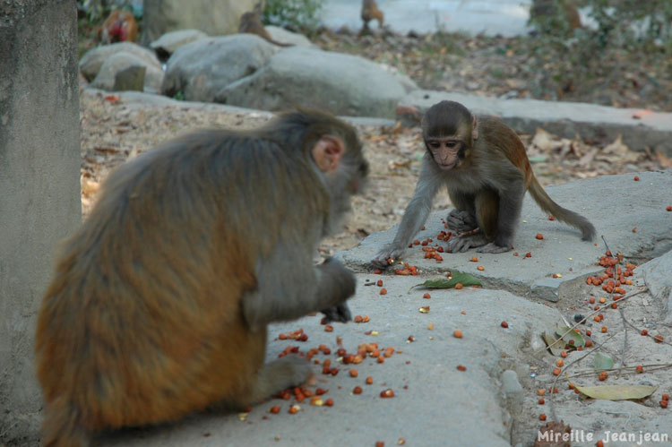 singe2
