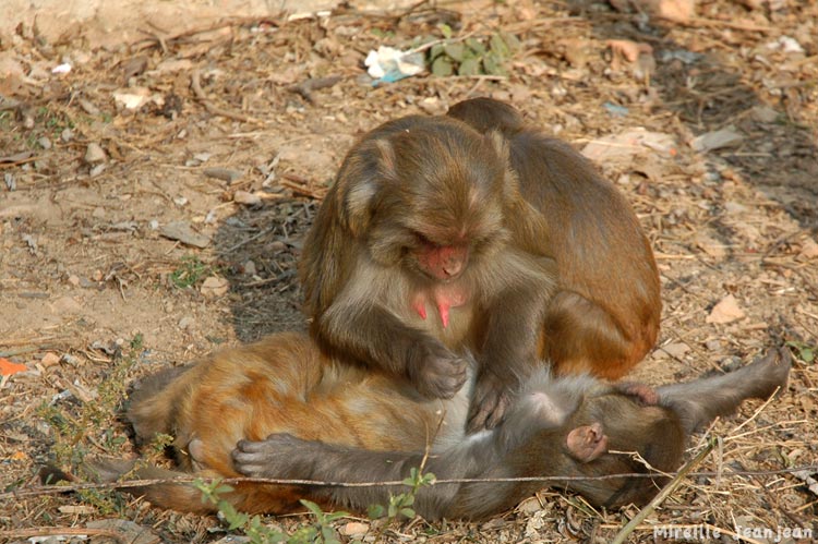 singe4
