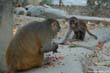 singe2