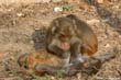 singe4