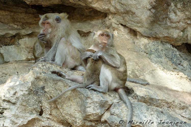 macaques