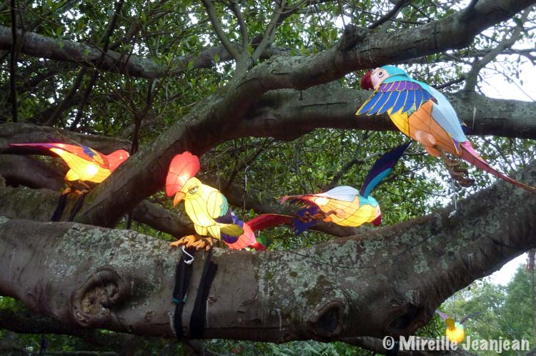 oiseaux