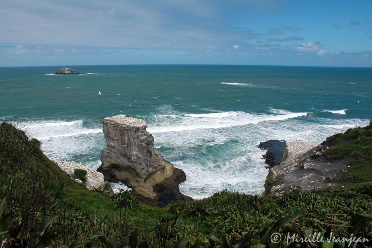 gannets1
