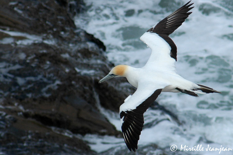 gannets3