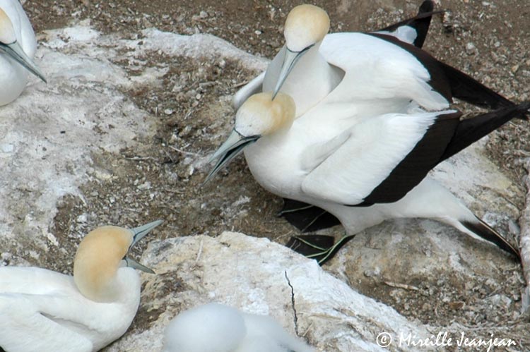 gannets6