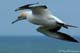 gannets4