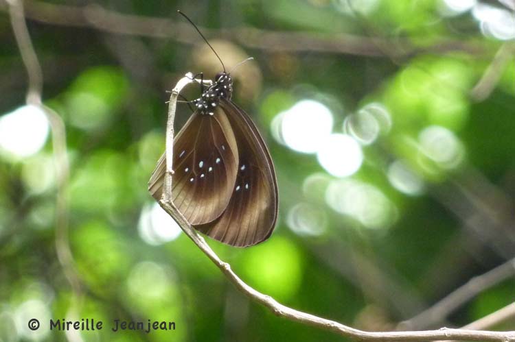 papillon