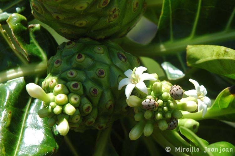 plant-bet