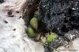 escargots