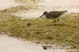 oiseau-crabe