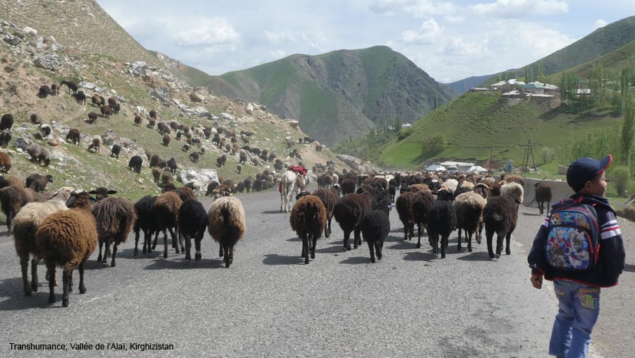 transhumance-alai