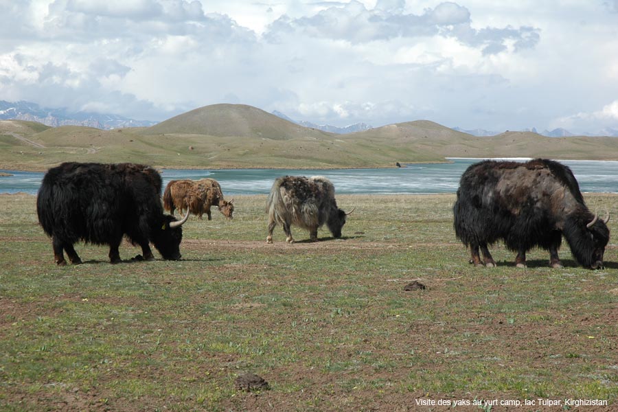 yaks-camp