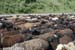 transhumance-alai2