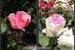 bkek-roses2