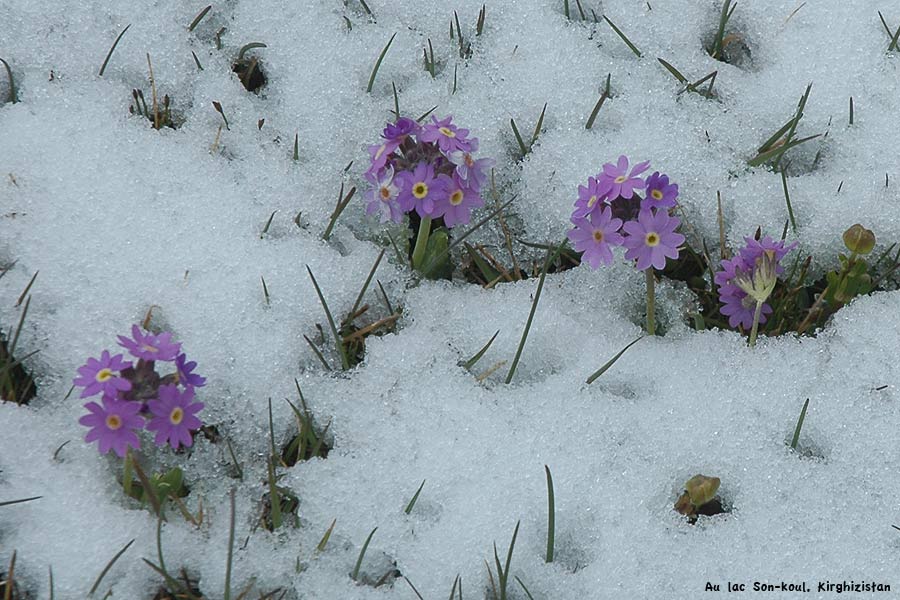 son-kul-fleur1