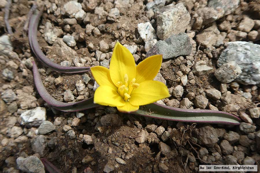 son-kul-fleur3b