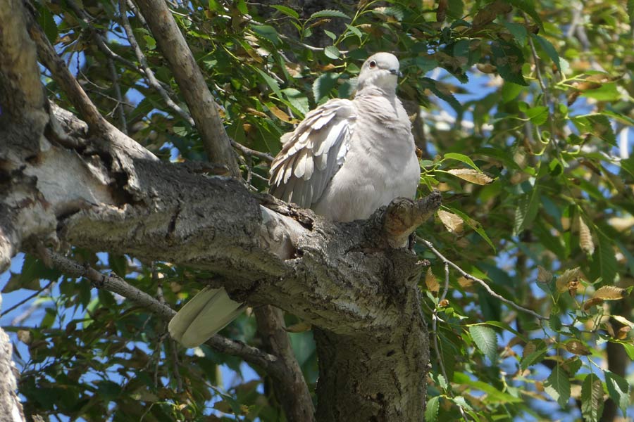 pigeon-tktg