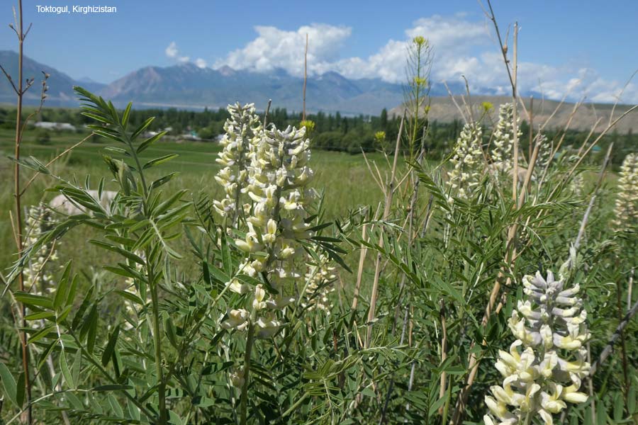 toktogul6