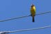 oiseau-jaune