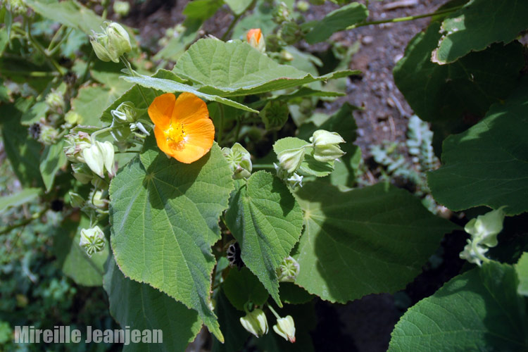 abutilon-g1