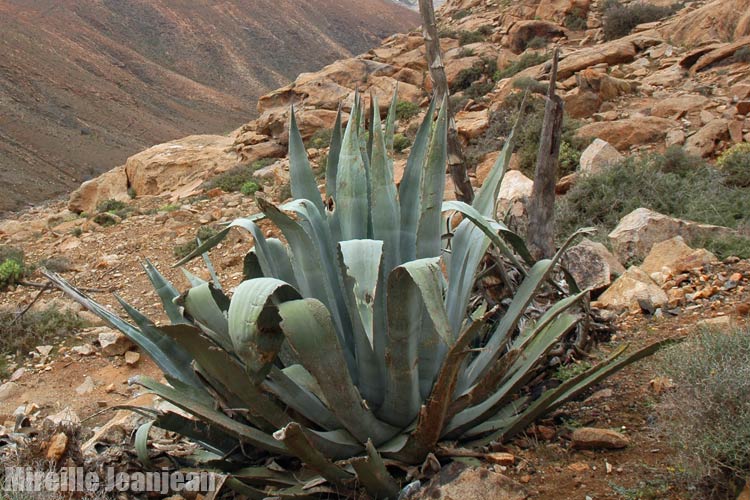 agave