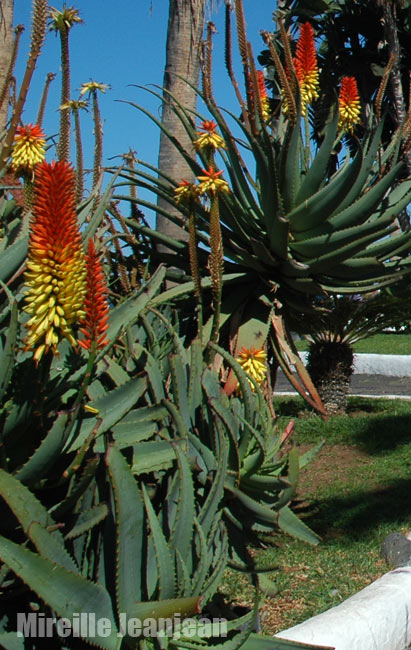 aloe2