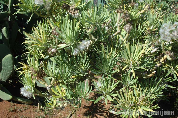 carlina-can1