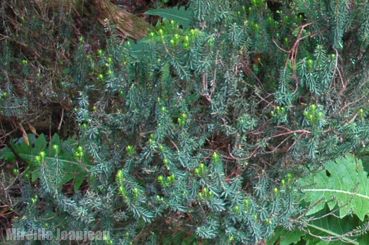 daphne-gni