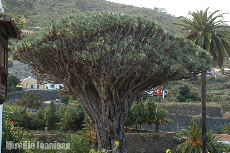 dracaena-1a