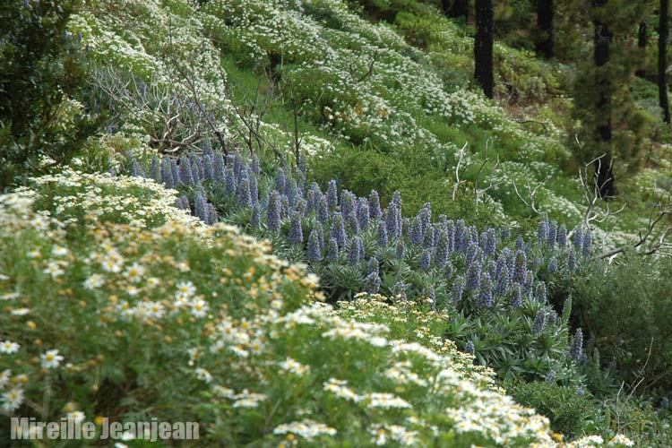 echium-acant1