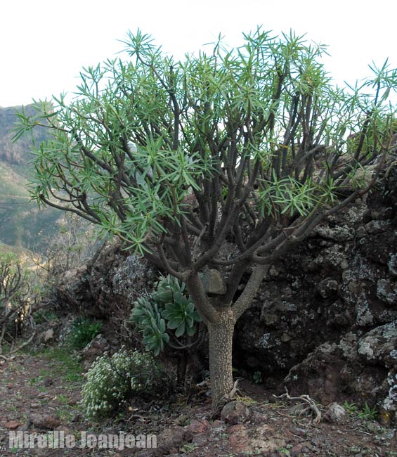 euphorbia-atr1