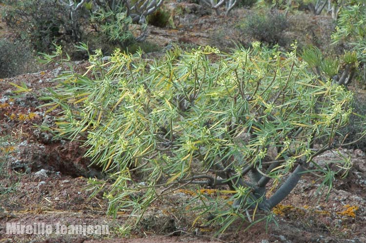 euphorbia-ber1