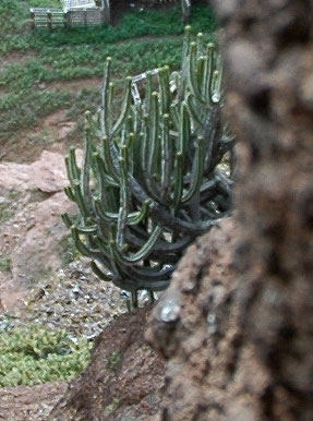 euphorbia-can1