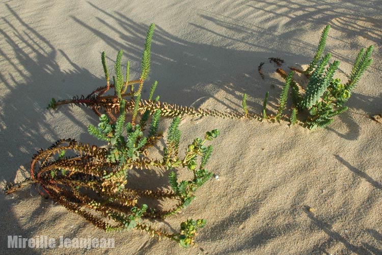 euphorbia-par1