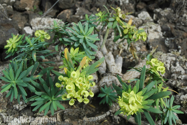 euphorbia-regis1