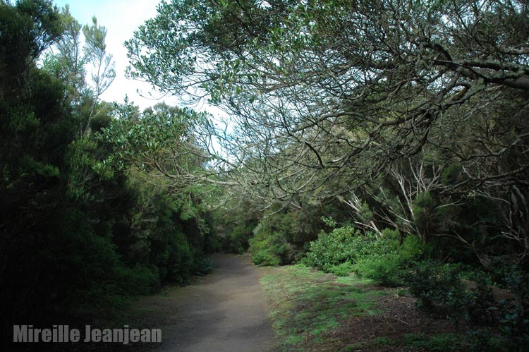 foret-anaga1