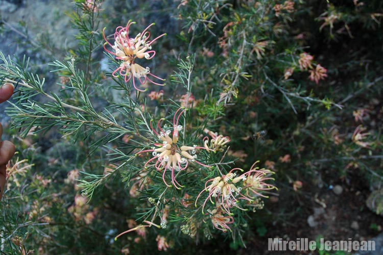 grevillea-semp1