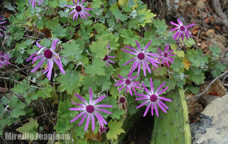 pericallis-lan1
