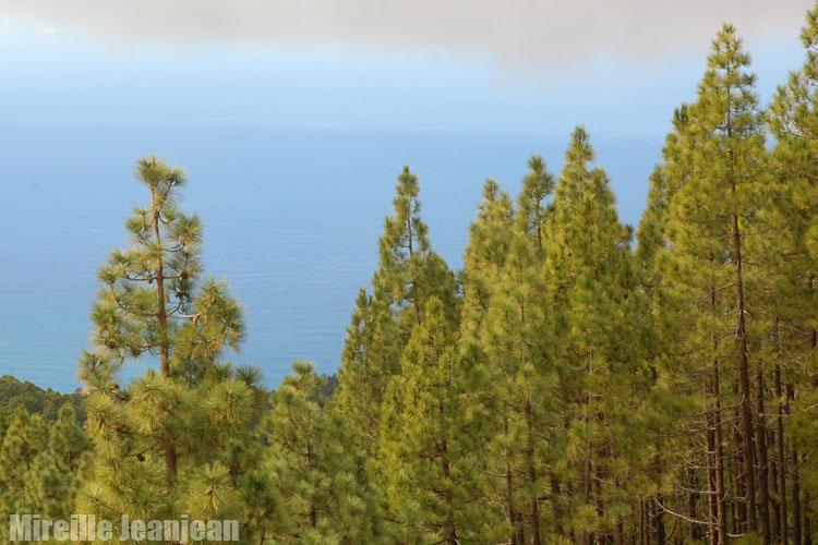 pinus-can