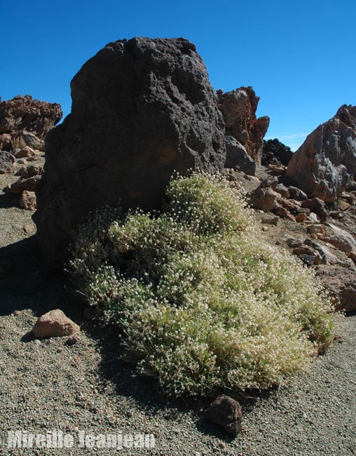 plant-teide