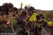 aeonium-arb1