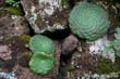 aeonium-tab1