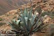 agave