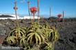 aloe1
