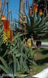 aloe2