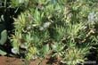 carlina-can1