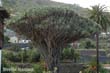 dracaena-1a