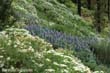 echium-acant1