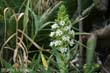 echium-d1